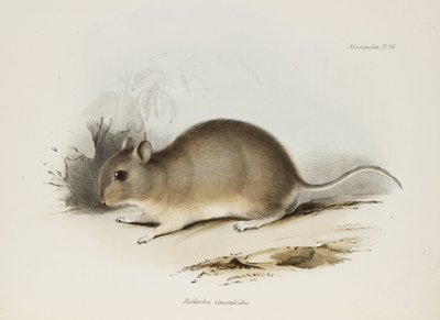 Rágcsáló, c 1832-1836 alkotó: Unbekannter Künstler