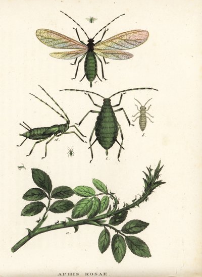 Rózsatetű, Aphis rosae, rózsabokron. Kézzel színezett litográfia Georg Friedrich Treitschke természetrajzi galériájából, Naturhistorischer Bildersaal des Thierreiches, Liepzig-1842. alkotó: Unbekannter Künstler