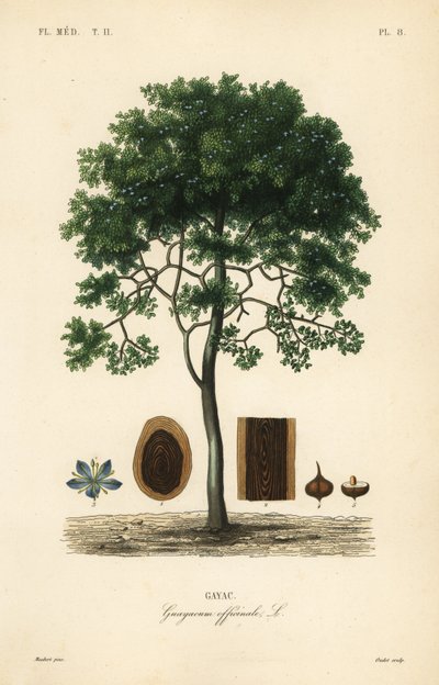 Életfa kérge vagy guaiacfa, Guaiacum officinale, Guayacum officinale, Gayac alkotó: Unbekannt