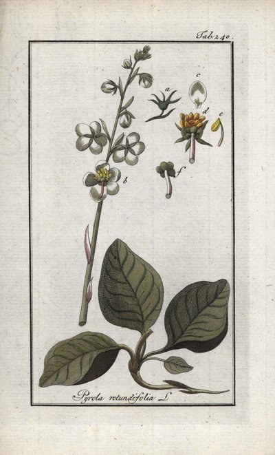 Kerek levelű pirol (Pyrola rotundifolia). Litográfia Johannes Zorn (1739-1799) "Afbeelding der Artseny-Gewassen" című művéből, Hollandia. alkotó: Unbekannter Künstler