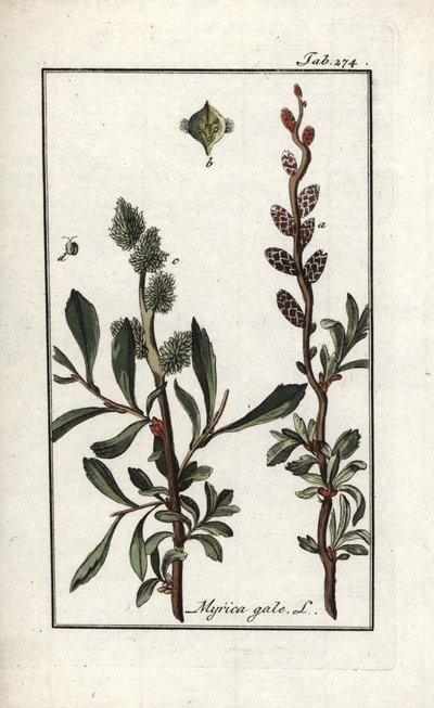 Királyi bors vagy mocsári mirtusz (Myrica gale). Litográfia Johannes Zorn (1739-1799) "Afbeelding der Artseny-Gewassen" című művéből, Hollandia. alkotó: Unbekannter Künstler