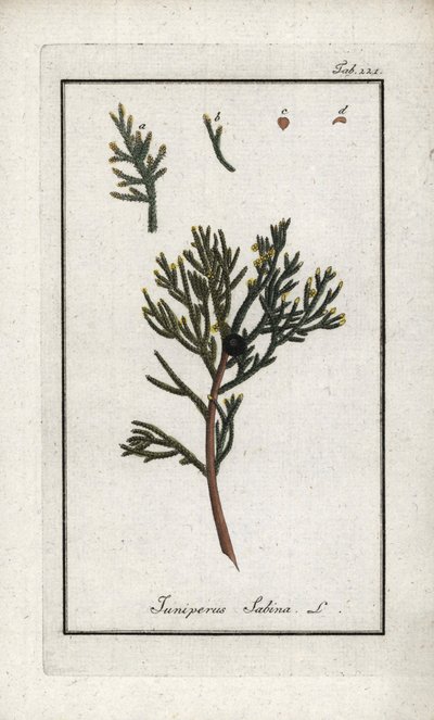 Sabine boróka (Juniperus sabina). Litográfia Johannes Zorn (1739-1799) "Afbeelding der Artseny-Gewassen" című művéből, Hollandia. alkotó: Unbekannter Künstler