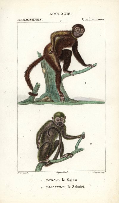 Sajou vagy saphogano vagy kapucinus és saimiri vagy mókusmajom - Eau forte, Jean Gabriel Pretre (1780-1845), Carnonkel metszete, Frederic Cuvier természettudományi szótárához: Emlősök, szerkesztette Pierre Jean Francois Turpin (1775-1840), kiadó: Pierre Je alkotó: Unbekannter Künstler