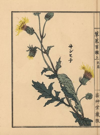 Sanhichisou vagy japán lila szenvedély, Gynura japonica. Kézzel színezett fametszet, Kono Bairei, Kusa Bana Hyakushu (One Hundred Varieties of Flowers), Tokió, Yamada. alkotó: Unbekannter Künstler