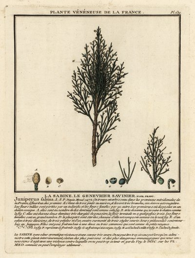 Savin boróka vagy savin, Juniperus sabina. alkotó: Unbekannter Künstler