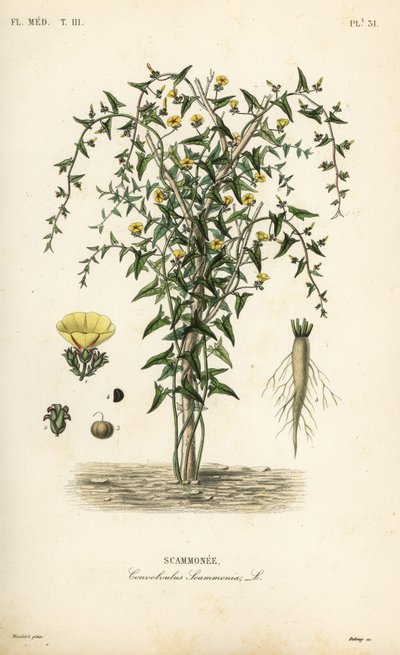 Scammony, Convolvulus scammonia, Scammonee alkotó: Unbekannt