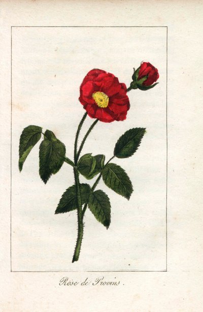 Skarlátvörös provence-i rózsaszín, provins-i rózsa, Rosa gallica. Kézi rézmetszet Prudhomme kisasszony illusztrációjáról, "Hommage rendu a la Rose", Párizs, 1815 körül. Ajándékkönyv a rózsa történetével és egy tucat botanikai miniatúrával. alkotó: Unbekannter Künstler