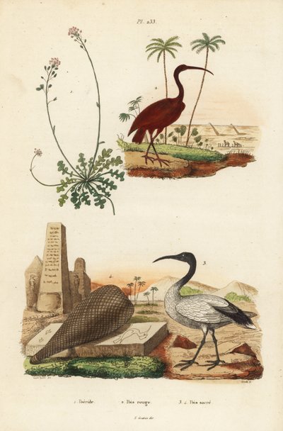 Scarlet ibis, Eudocimus rubus 2, afrikai szent íbisz, Threskiornis aethiopicus 3,4 és candytuft, Iberis sempervirens alkotó: Unbekannt
