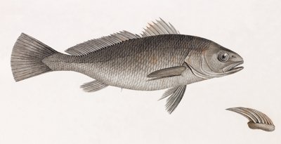 Tudomány Aigle alkotó: Unbekannt