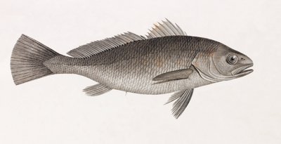 Tudomány Aigle, közelről alkotó: Unbekannt