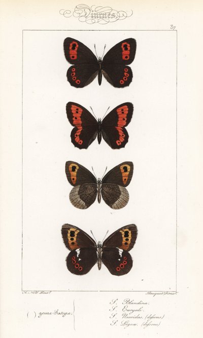 Scotch argus, Erebia aethiops, nagygyűrűs, Erebia euryale, őszi gyűrűs, Erebia neoridas (hasi), és Arran barna, Erebia ligea (hasi). A Pauquet testvérek kézi színezésű acélmetszete Alexis Nicolas Noel Hippoly illusztrációja után. alkotó: Unbekannter Künstler