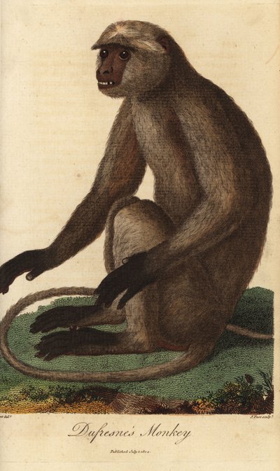 Semnopitheque entelle - Szürke langur vagy Hanuman langur, Semnopithecus entellus (Dufresne-majom, Simia entellus) - J. Pass kézzel készített rézmetszete Jean Baptiste Audebert illusztrációja után Ebenezer Sibly Universal System of Natu alkotó: Unbekannter Künstler