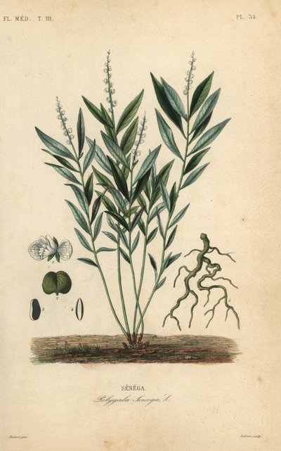 Seneca kígyógyökér vagy csörgőkígyó gyökér, Polygala senega, Senega alkotó: Unbekannt