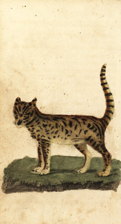 Serval, Leptailurus serval.,1800 (metszet) alkotó: Unbekannter Künstler