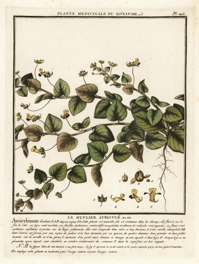 Sharpleaf cancerwort, Kickxia elatine. alkotó: Unbekannter Künstler