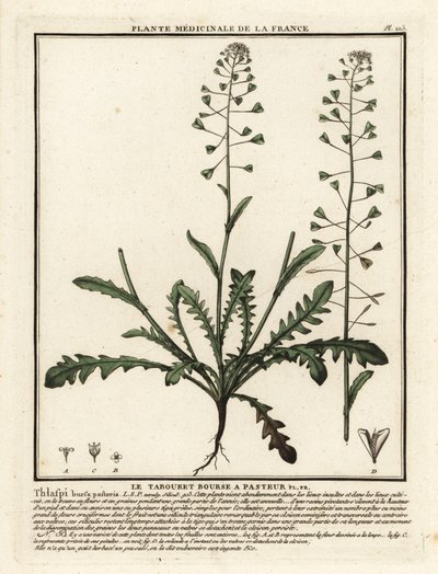 Pásztortáska, Capsella bursa-pastoris. alkotó: Unbekannter Künstler