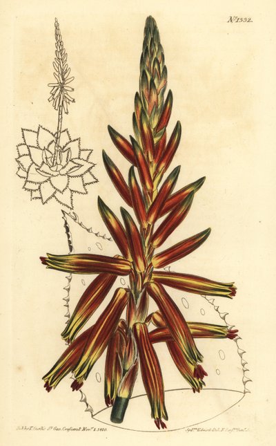 Rövid levelű aloe, Aloe brevifolia var alkotó: Unbekannt