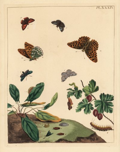 Ezüstmoszat pillangó, Argynnis paphia, erdészlepke, Adscita statices, L. vagy egreslepke, Halia vauaria, kis rézboglárka, Lycaena phlaeas, dingy skipper, Erynnis tages, és egresbokor, Ribes grossularia. Kézzel színezett litográfia alkotó: Unbekannter Künstler