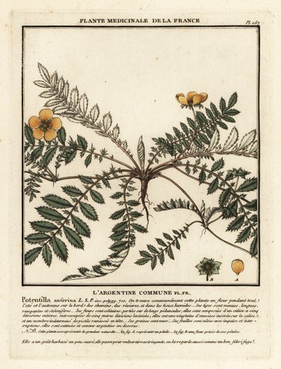 Ezüstfű, Potentilla anserina. alkotó: Unbekannter Künstler