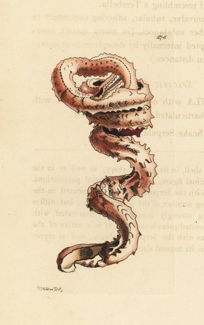 Hasított féreghéj, Tenagodus anguinus (Muricated serpula, Serpula muricata). Az illusztrációt Richard Polydore Nodder rajzolta és metszette. Kézzel színezett rézmetszet George Shaw és Frederick Nodder The Naturalist