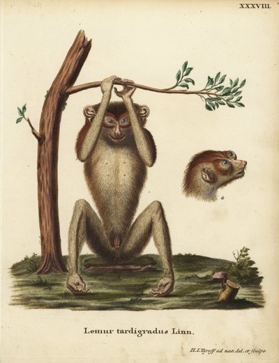 Lassú járású maki vagy vörös karcsú lóri, Loris tardigradus. Veszélyeztetett. Lemur tardigradus Linn. Hermann Jakob Tyroff kézzel rajzolt és metszett rézmetszete a természet után Johann Christian Daniel Schreber Animal Illustrations after Nature, avagy Sch alkotó: Unbekannter Künstler