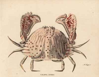 Sima vagy vörös pettyes tarisznyarák, Calappa calappa (Calappa lophos). A. Scipp kézzel színezett acélmetszete Georg Friedrich Treitschke természetrajzi galériájából, Naturhistorischer Bildersaal des Thierreiches, Liepzig-1842. alkotó: Unbekannter Künstler