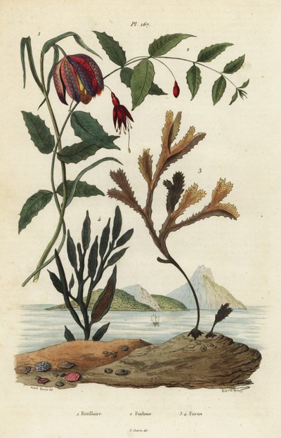 Kígyófej fritillary, Fritillaria meleagris 1, kolibri fukszia, Fuchsia magellanica 2, fogas roncs, Fucus serratus 3 és Fucus siliqueux 4. Fritillaire, Fuchsie, Fucus alkotó: Unbekannt