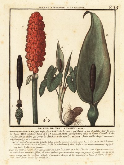 Snakeshead, Arum maculatum. alkotó: Unbekannter Künstler