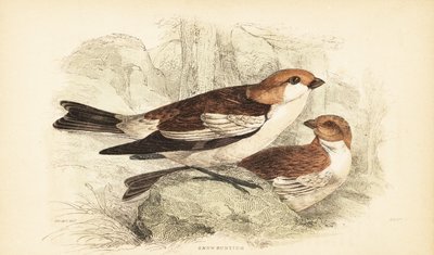Hósármány, Plectrophenax nivalis.1889 (metszet) alkotó: Unbekannter Künstler