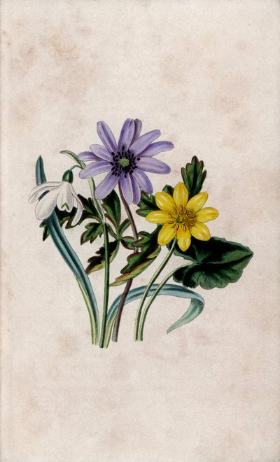 Hóvirág, kék anemone és kis parlagfű. Louisa Anne Twamley (1812-1895) litográfiája a következő kiadványban: Our Wild Flower, Charles Tilt, London, Anglia. alkotó: Unbekannter Künstler