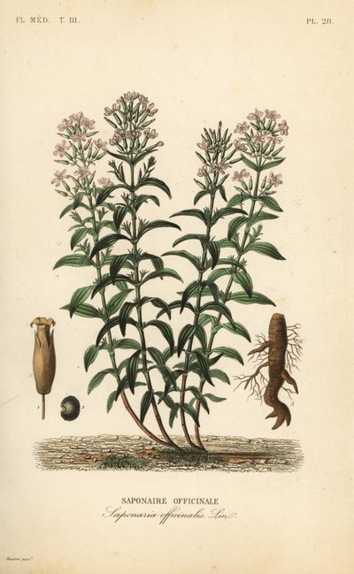 Szappanfű vagy szappanfű, Saponaria officinalis, Saponaire officinale alkotó: Unbekannt