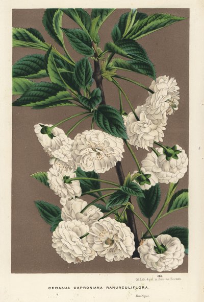 Cseresznyefa, Prunus cerasus (caproniana ranunculiflora). Kézzel színezett litográfia Louis van Houtte és Charles Lemaire: Flowers of the Gardens and Hothouses of Europe, Flore des Serres et des Jardins de l