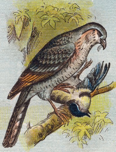 Veréb. Metszet "Alphabet de ma petite fille". Bernardin-Bechet és Fils, könyvkereskedő-kiadók, Párizs, 1895 körül. Törhetetlen album vásznon. Bibliotheque des Bebes. 12 oldal. Olvasási módszert és szemléltető abeccedert tartalmazó album. Homályos: alkotó: Unbekannt