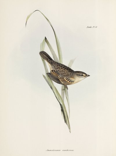 Veréb vagy pinty, c 1832-1836 alkotó: Unbekannter Künstler