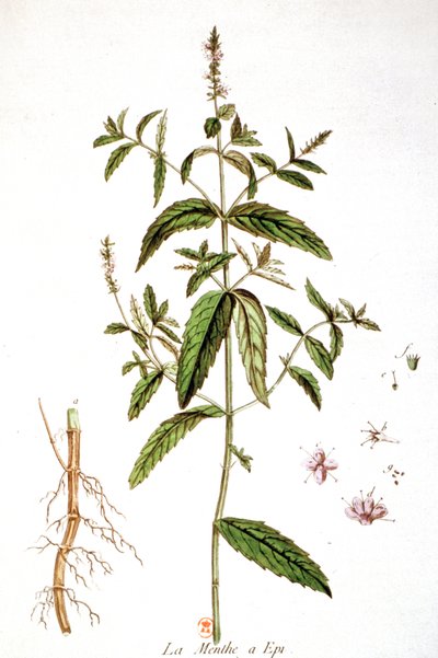 Spearmint alkotó: Unbekannter Künstler