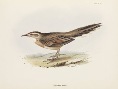 Spinetail, Dél-Amerika, c 1832-1836 alkotó: Unbekannter Künstler