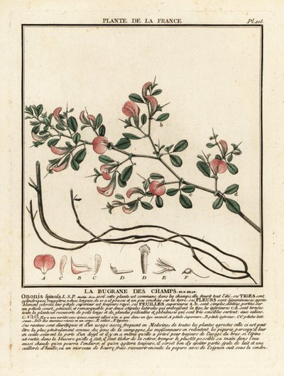 Spiny restharrow, La bugrane des champs, Ononis spinosa. alkotó: Unbekannter Künstler