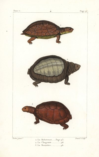 Foltos lábú teknős, Rhinoclemmys punctularia 1, indiai páncélos teknős, Lyssemys punctata 2, és észak-afrikai sisakos teknős, Pelomedusa subrufa olivacea. David kézi rézmetszete Jean-Gabriel Pretre berni illusztrációja után. alkotó: Unbekannter Künstler