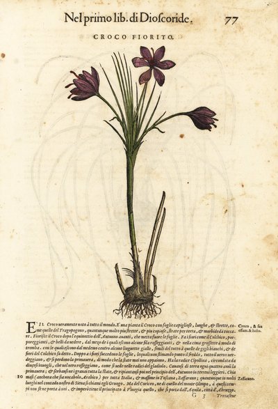 Tavaszi krókusz, Crocus vernus (Virágzó krókusz). Wolfgang Meyerpick kézi színezésű fametszete Giorgio Liberale illusztrációja után Pietro Andrea Mattioli Discorsi di P.A. Matthioli ne i sei libri della Materia Medicinale di Pedacio Dioscorid című művéből. alkotó: Unbekannter Künstler
