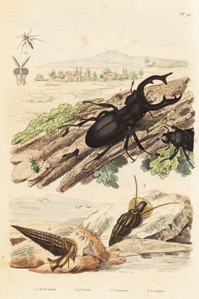 Szarvasbogár, Lucanus szarvas 1, Cerithium sulcatum és Rhinoclavis durva puhatestűek 3,4, Cerocoma elateroides 5 és Keroplatus tipuloides darázs 6 alkotó: Unbekannt