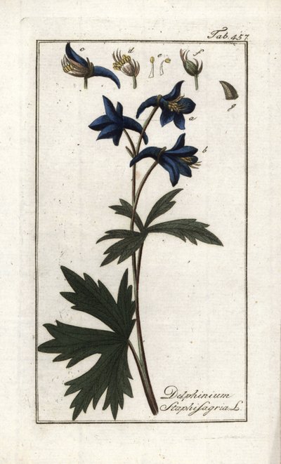 Staphisegar vagy tetűfű, köszvényes fű vagy vadszőlő (Delphinium staphisagria). Litográfia Johannes Zorn (1739-1799) "Afbeelding der Artseny-Gewassen" című művéből, Hollandia. alkotó: Unbekannter Künstler