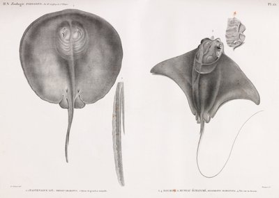 Stingray, elöl és hátul alkotó: Unbekannt