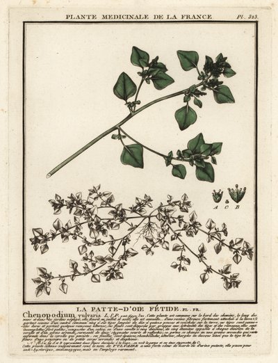 Büdös lúdtalp, Chenopodium vulvaria. alkotó: Unbekannter Künstler