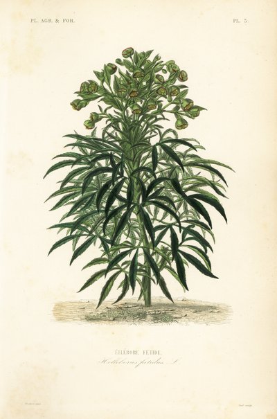 Büdös hellebore, Helleborus foetidus, Ellebore fetide alkotó: Unbekannt