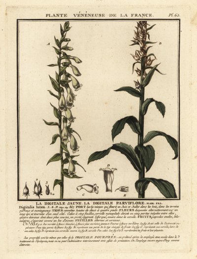 Szalma gyűszűvirág, Digitalis lutea. alkotó: Unbekannter Künstler