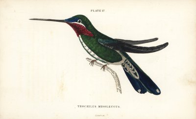 Csíkos csíkos bíbic, Heliomaster squamosus (fehércsíkos kolibri, Trochilus mesoleucus). William Lizars kézzel színezett acélmetszete Sir William Jardine természettudós könyvtárából: Ornithology: Hummingbirds Volume 2, Edinburgh, W.H. Lizars alkotó: Unbekannter Künstler