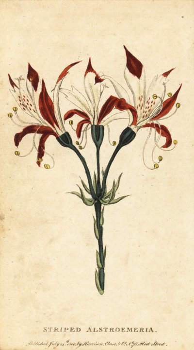 Csíkos alstroemeria, Alstroemeria ligtu. ,1800 (metszet) alkotó: Unbekannter Künstler