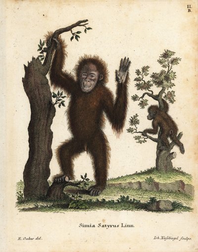 Szumátrai orangután, Pongo abelii. Kritikusan veszélyeztetett. Kézi rézmetszet R. Oakes illusztrációja után Johann Christian Daniel Schreber: Animal Illustrations after Nature, or Schreber