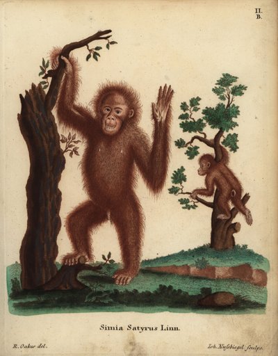 Szumátrai orangután, Pongo abelii. Kritikusan veszélyeztetett. Simia satyrus Linn. Johann Nussbiegel kézzel készített rézmetszete R. Oakes illusztrációja után Johann Christian Daniel Schreber: Animal Illustrations after Nature, avagy Schreber