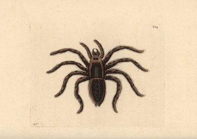 Tarantula farkaspók, Lycosa tarantula (Tarantula pók, Aranea tarantula). Az illusztrációt Richard Polydore Nodder rajzolta és metszette. Kézzel színezett rézmetszet George Shaw és Frederick Nodder The Naturalist